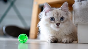 Kedi Oyuncakları