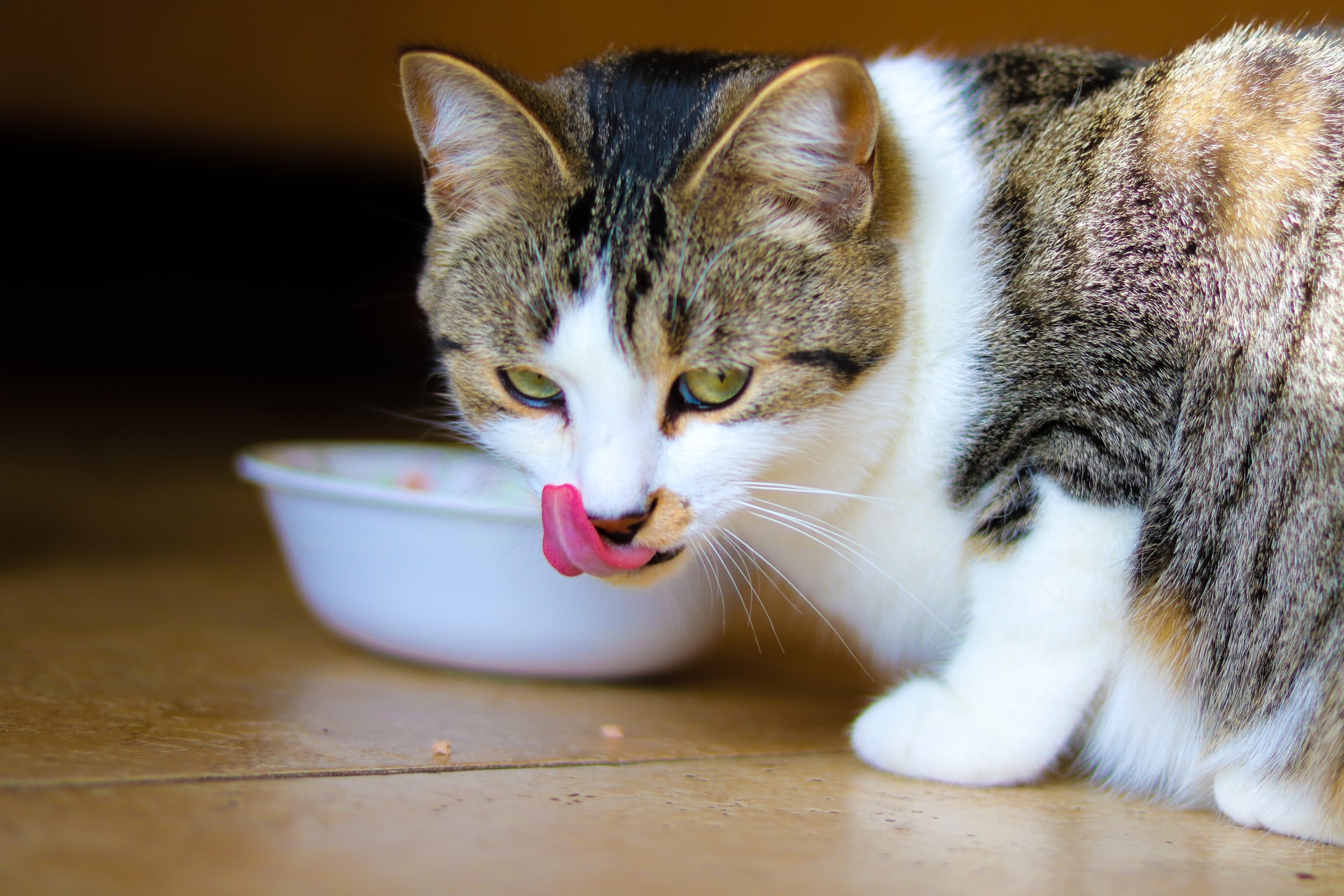 Kedi Maması